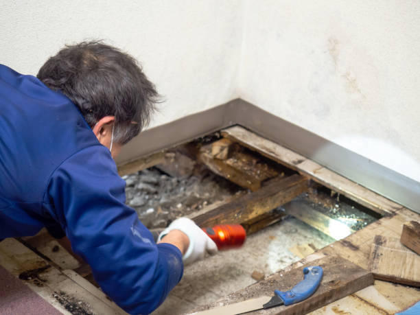 Best Health and Safety Mold Remediation in Und City, MO