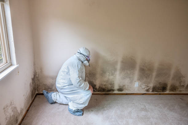 Best Attic Mold Remediation in Und City, MO