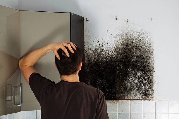 Best Industrial Mold Remediation in Und City, MO