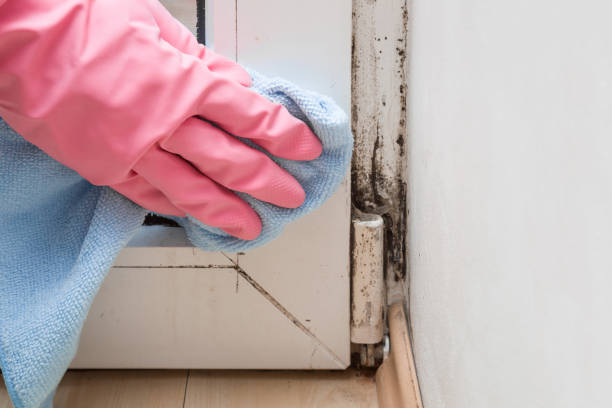 Best Commercial Mold Remediation in Und City, MO